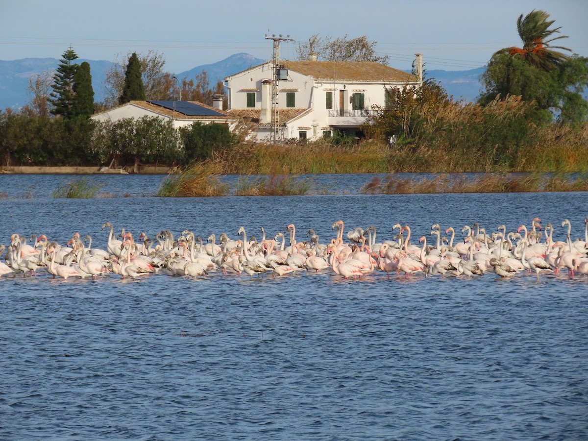 Greater Flamingo - ML646504151