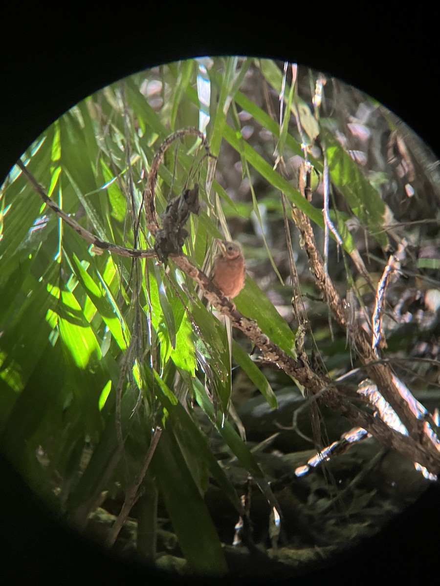 Little Shrikethrush (Rufous) - ML646504154