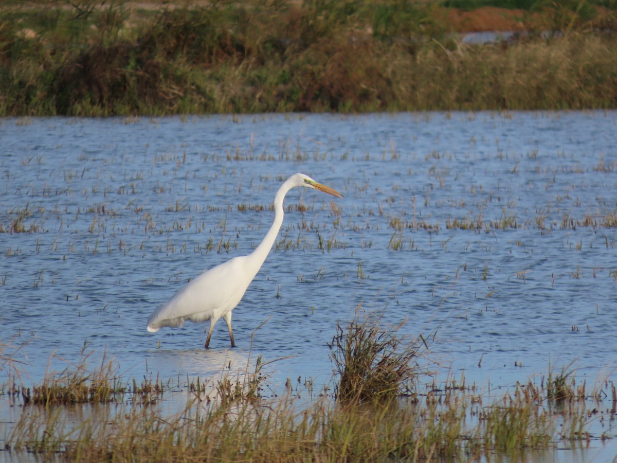 Great Egret - ML646504155
