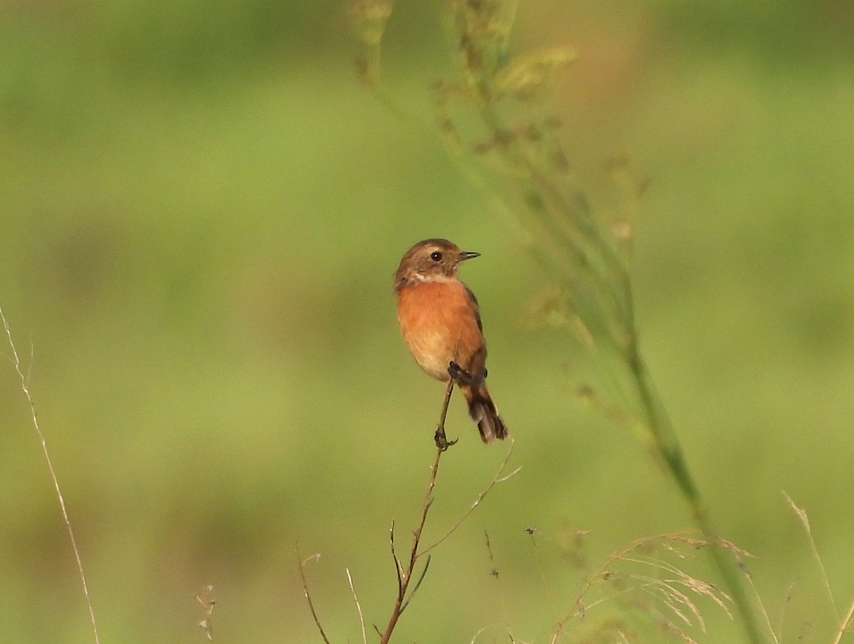 Taşkuşu - ML646504159