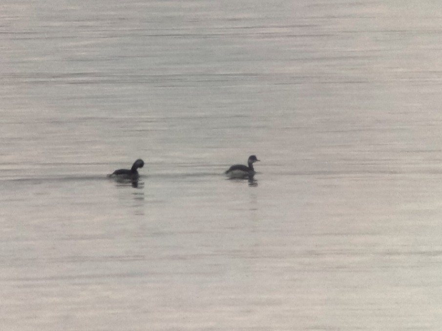 Grèbe à cou noir - ML646504161