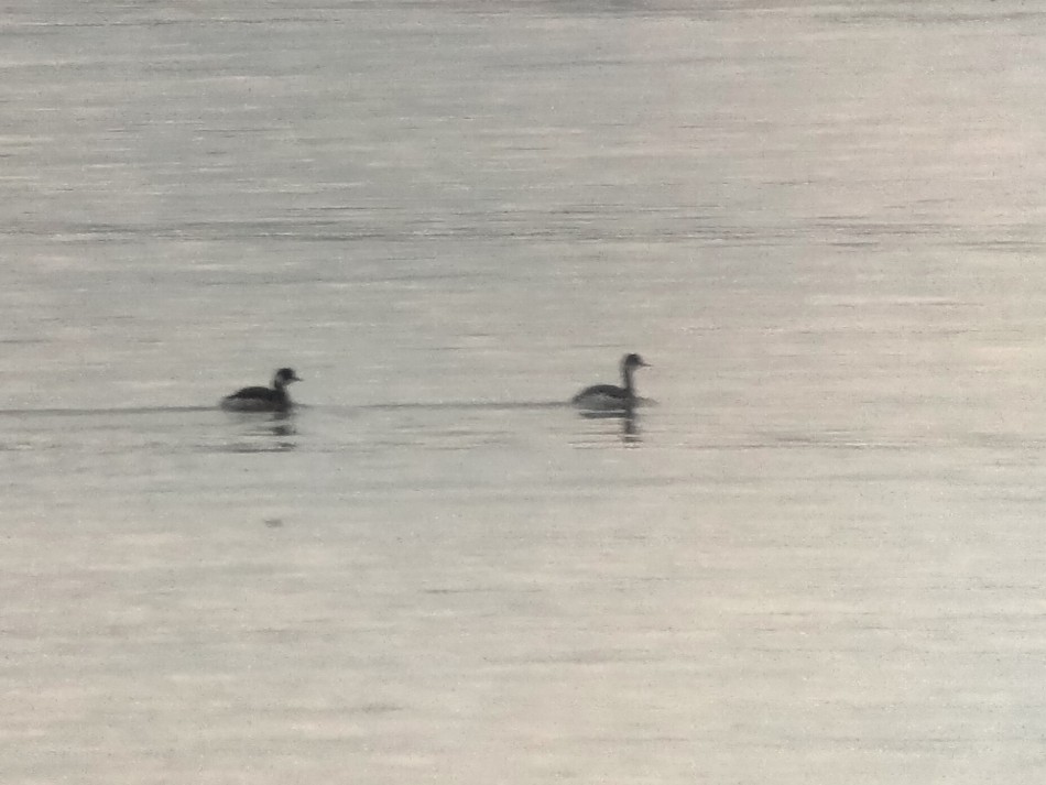 Grèbe à cou noir - ML646504162