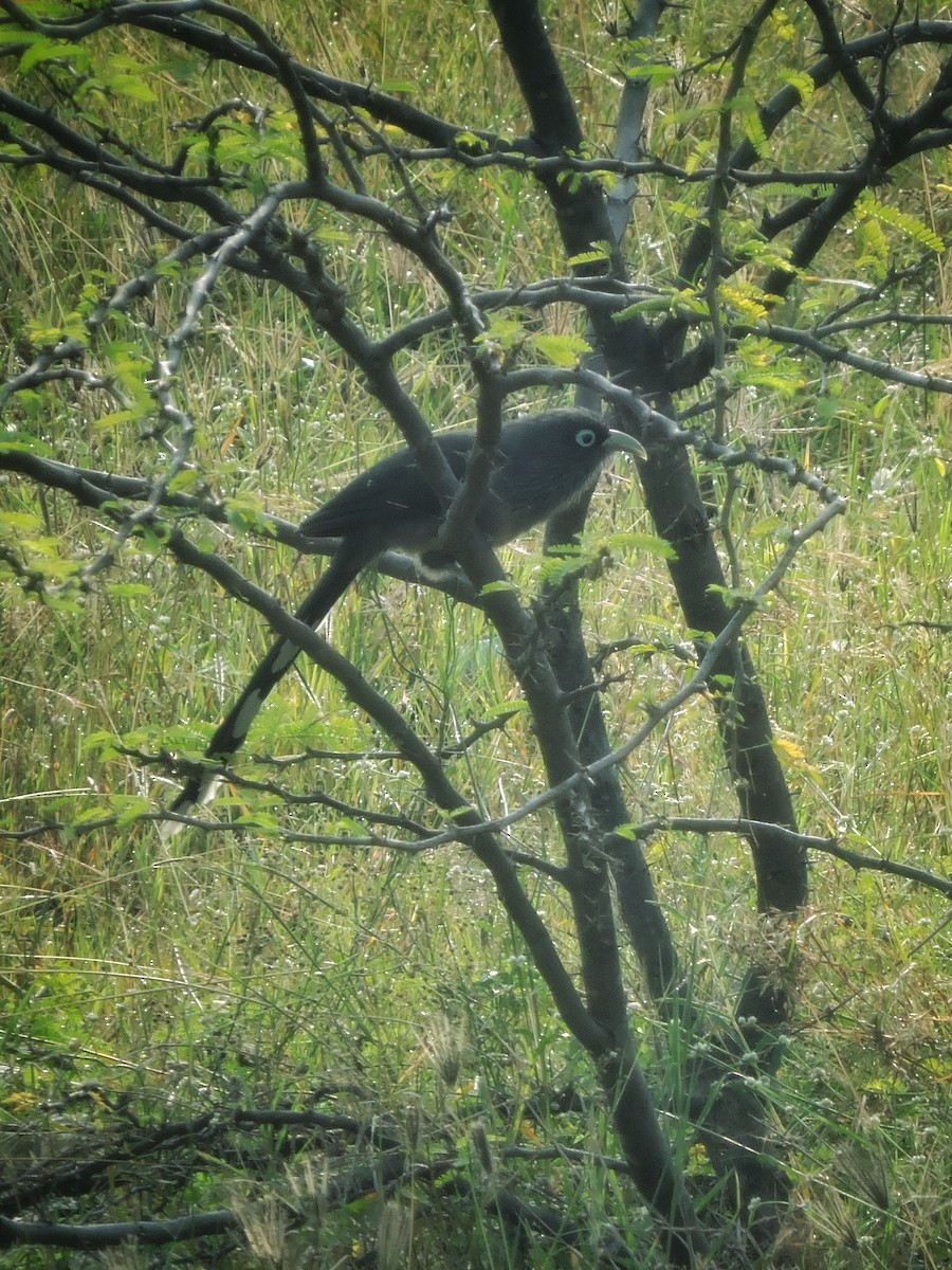 Blauringkuckuck - ML646504164