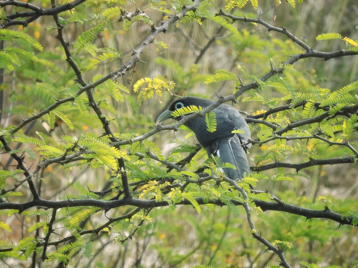 Blauringkuckuck - ML646504165