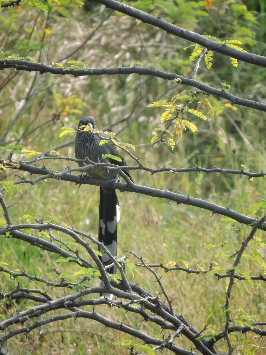 Blauringkuckuck - ML646504166