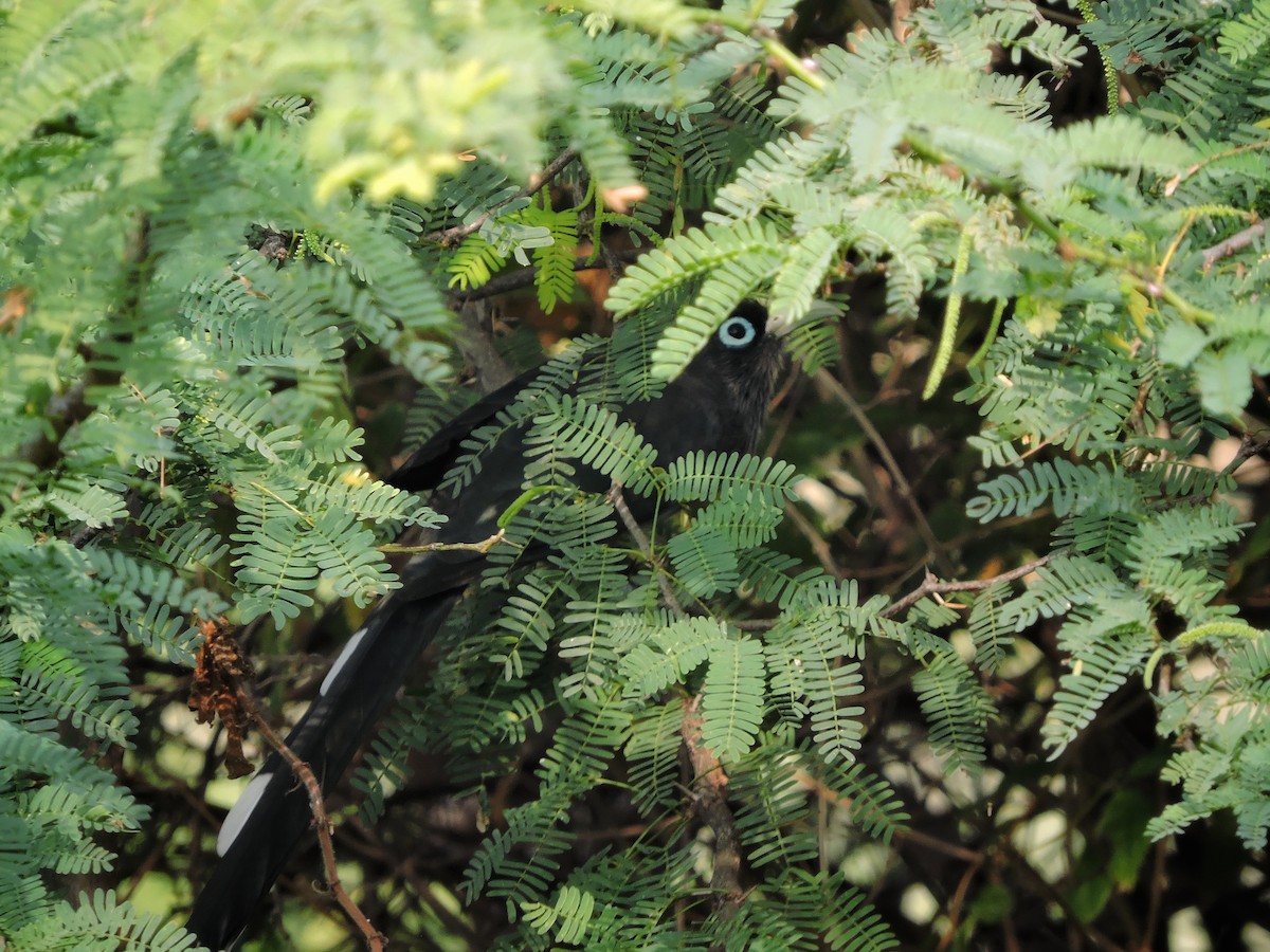 Blauringkuckuck - ML646504168