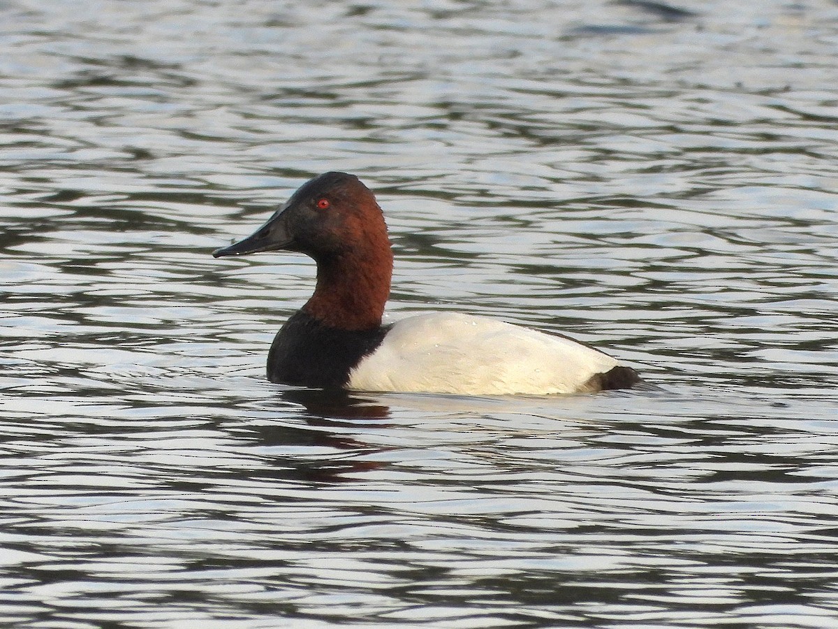 Canvasback - ML646504170