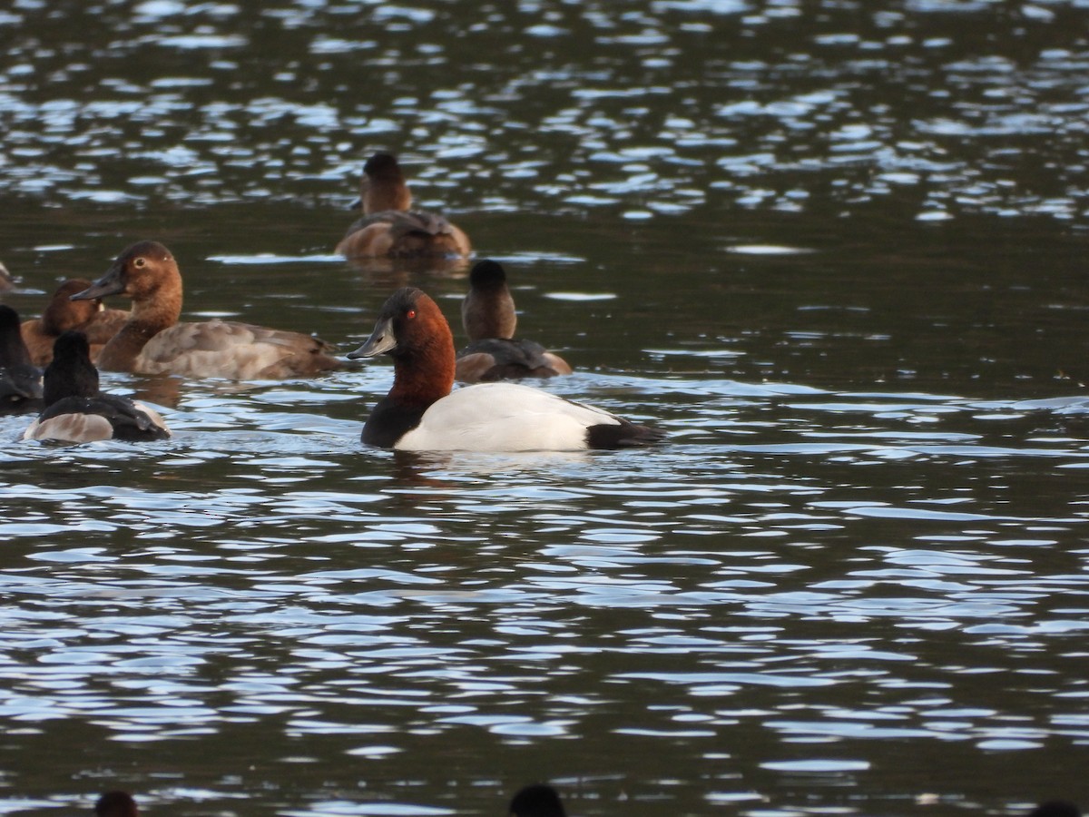 Canvasback - ML646504171