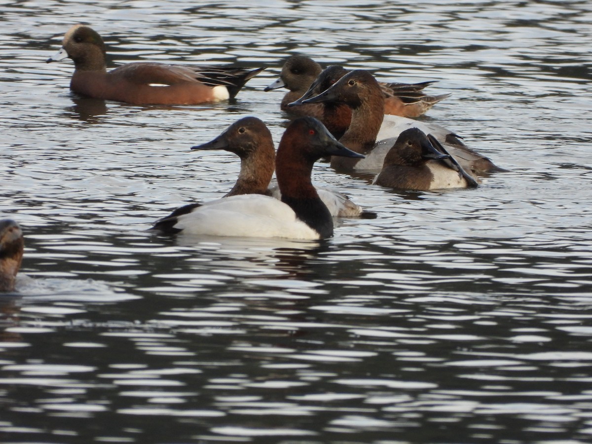 Canvasback - ML646504172