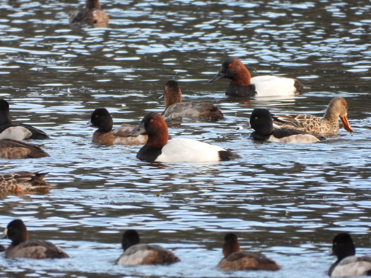 Canvasback - ML646504173