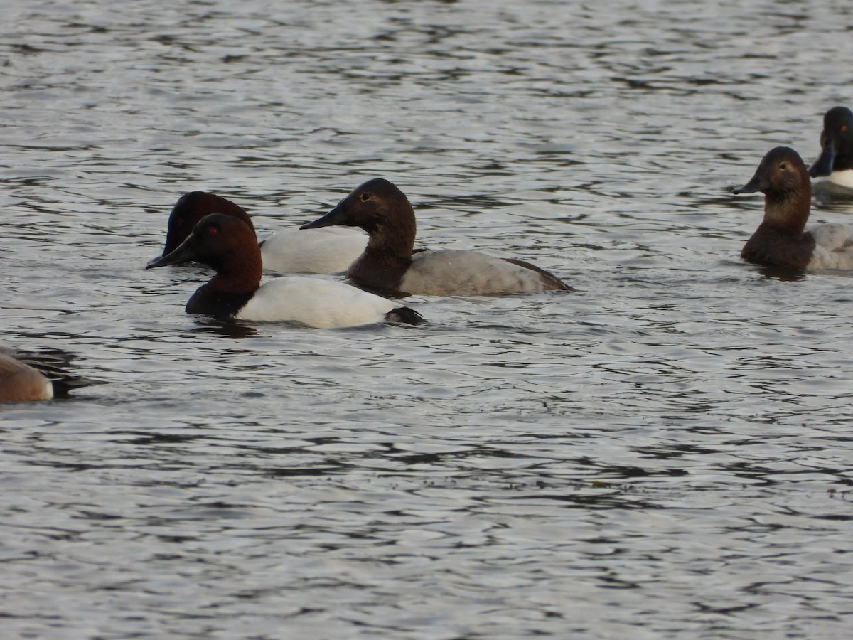 Canvasback - ML646504174