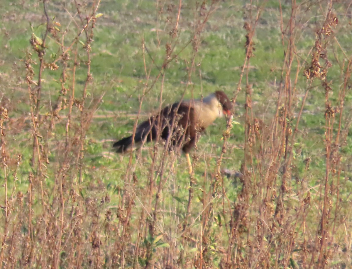 Schopfkarakara - ML646504177