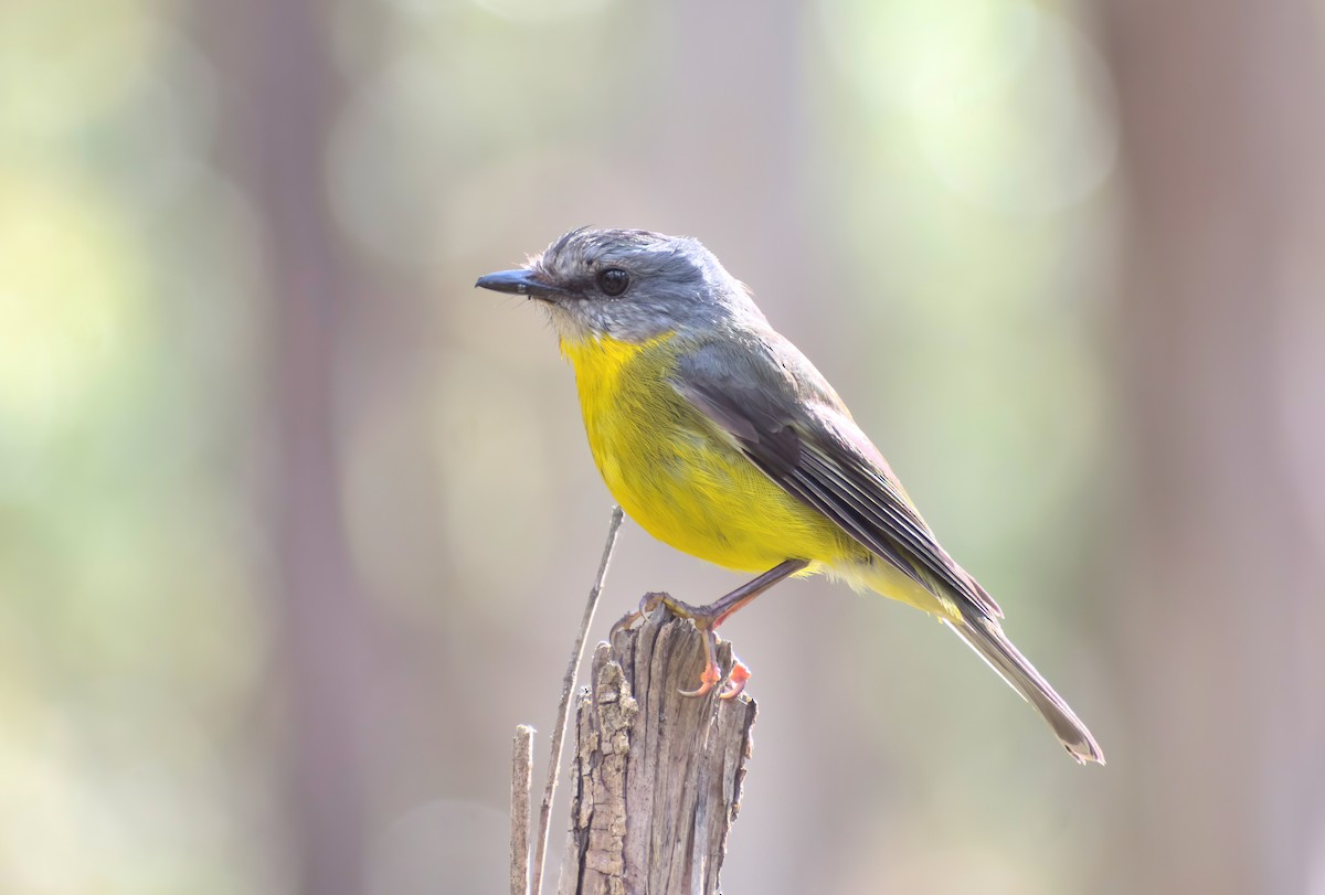 gulbrystflueskvett - ML646504178