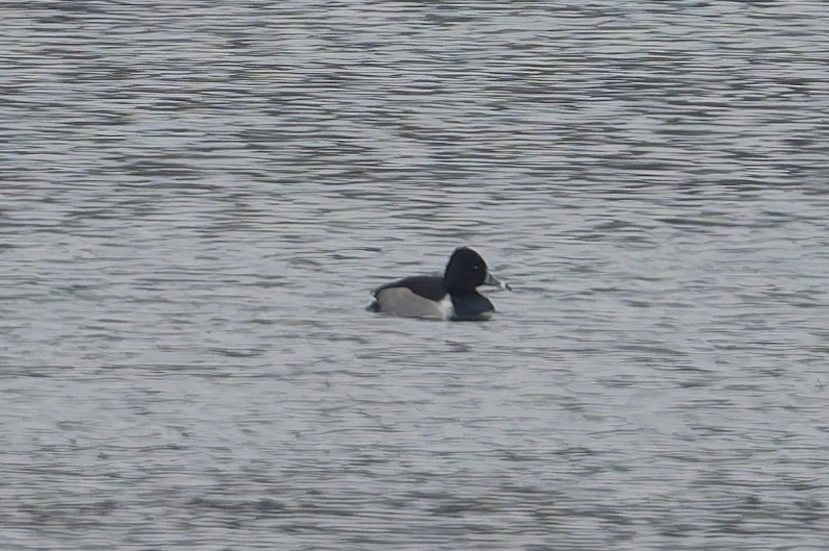 Ring-necked Duck - ML646504183