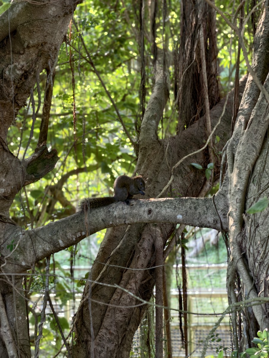 Animals - ML646504184