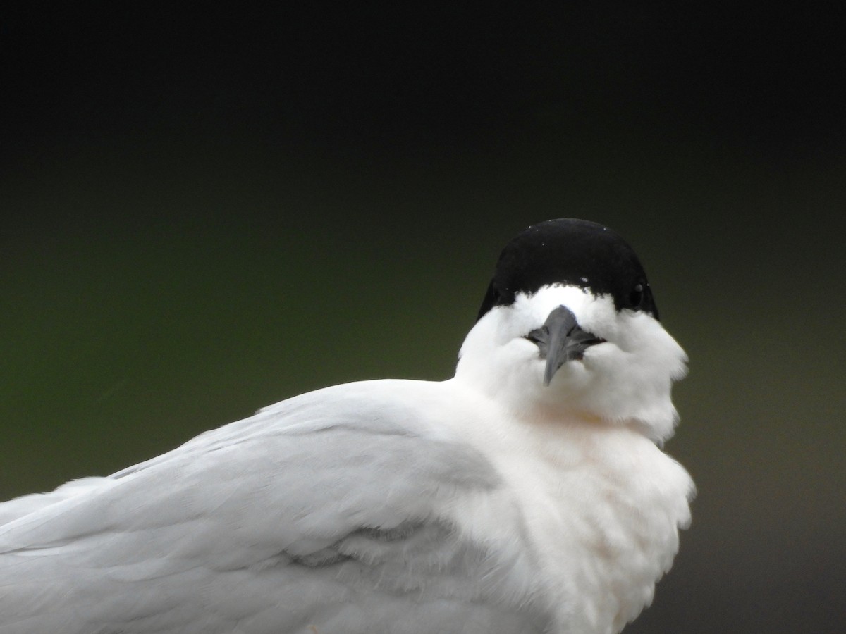 Sterne tara - ML646504190