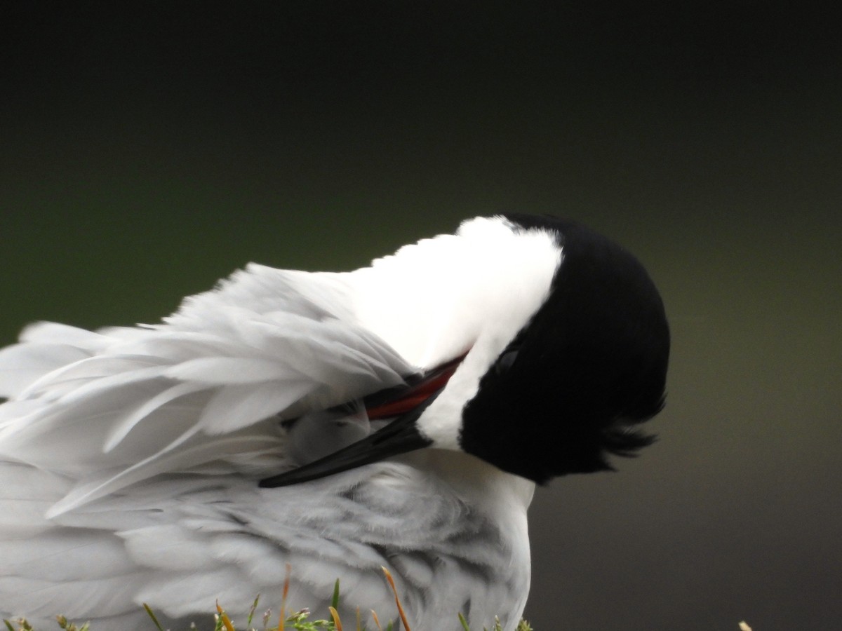 Sterne tara - ML646504191