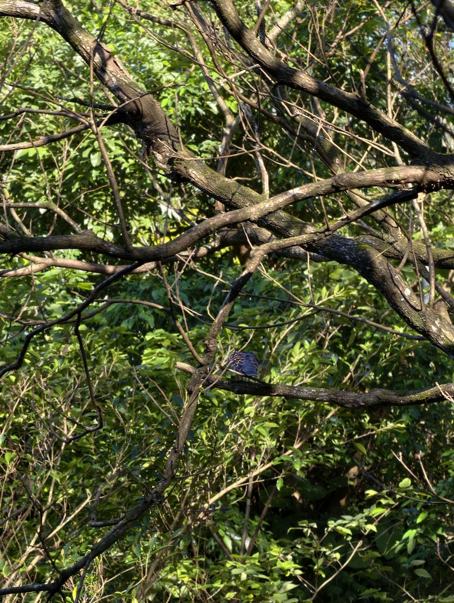 Дорнын хүүрзгэнэ - ML646504207