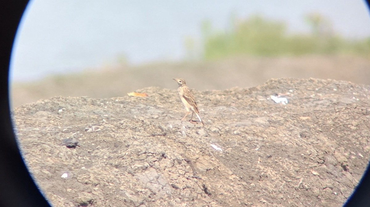Richard's Pipit - ML646504208