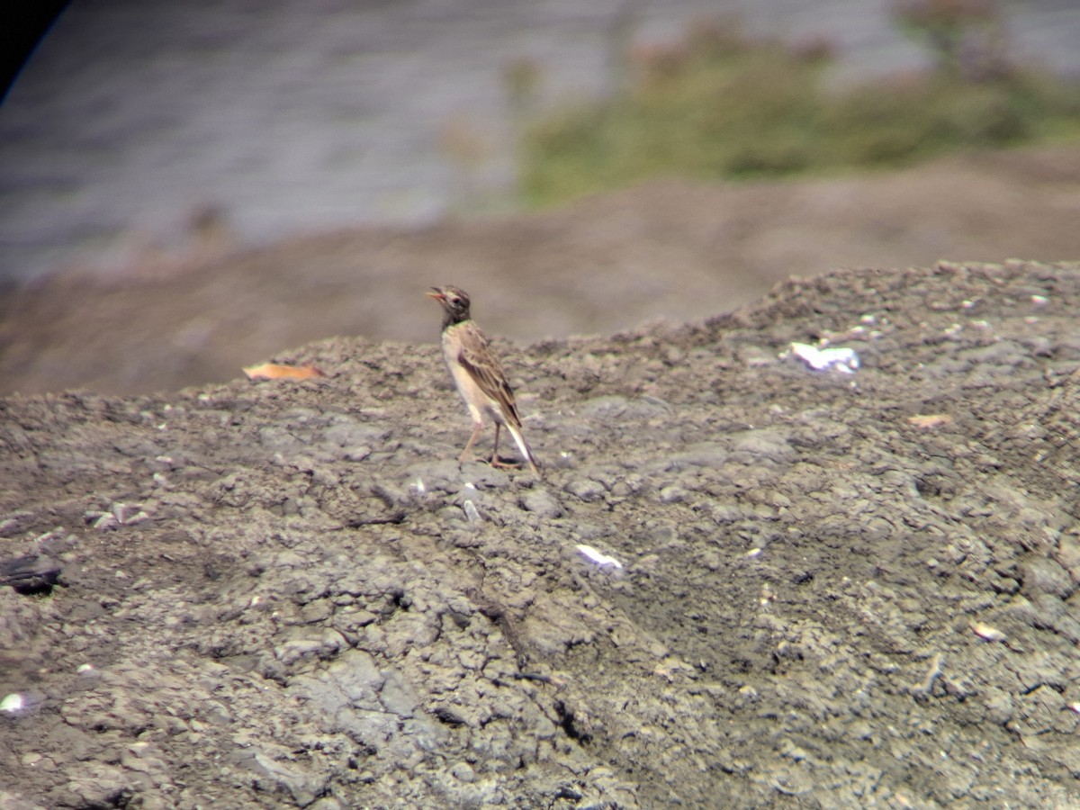 Richard's Pipit - ML646504209