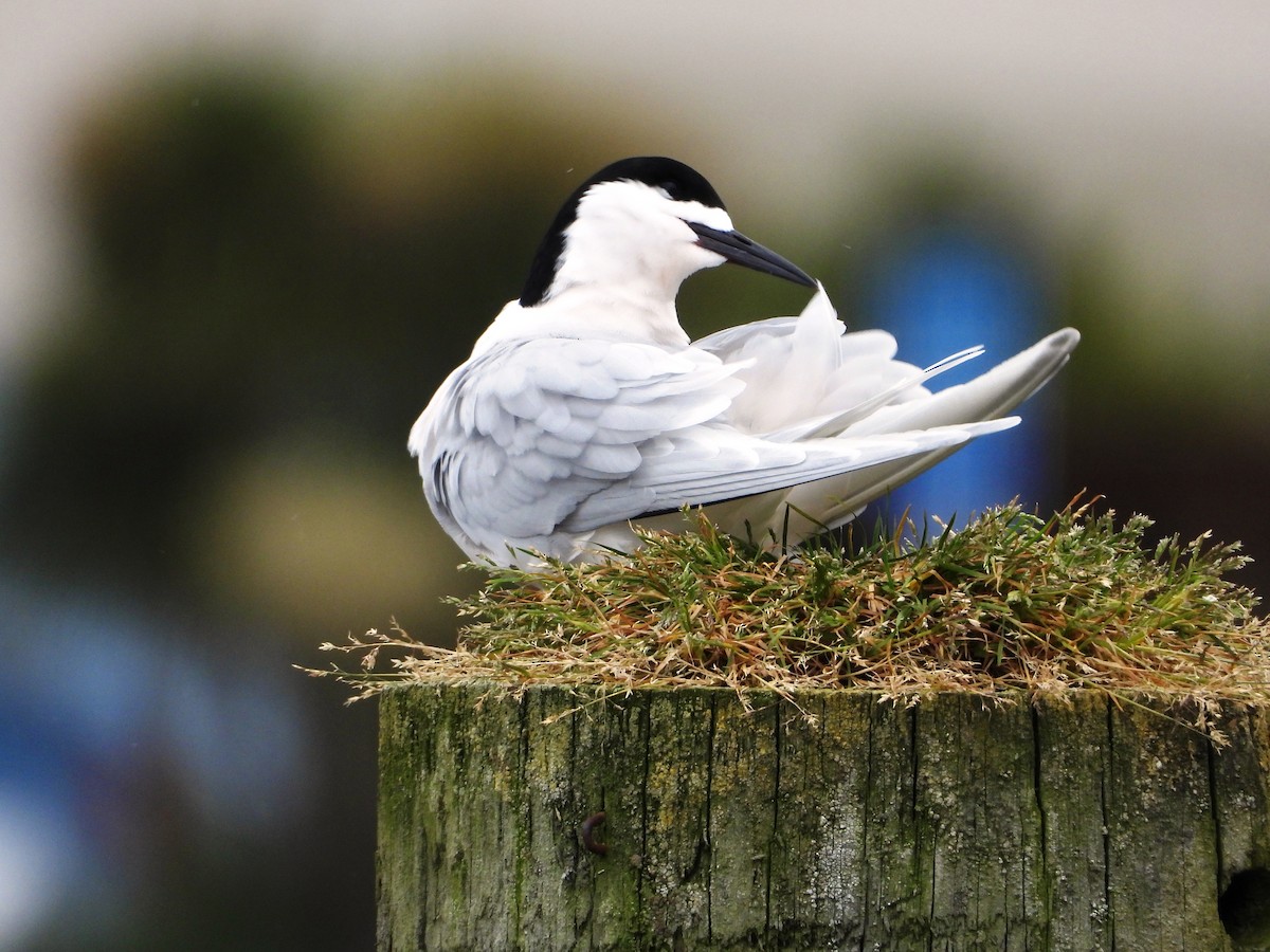 Sterne tara - ML646504210