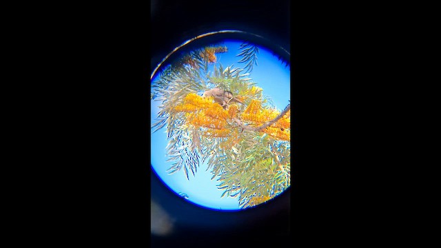 Paseriformea sp. - ML646504211