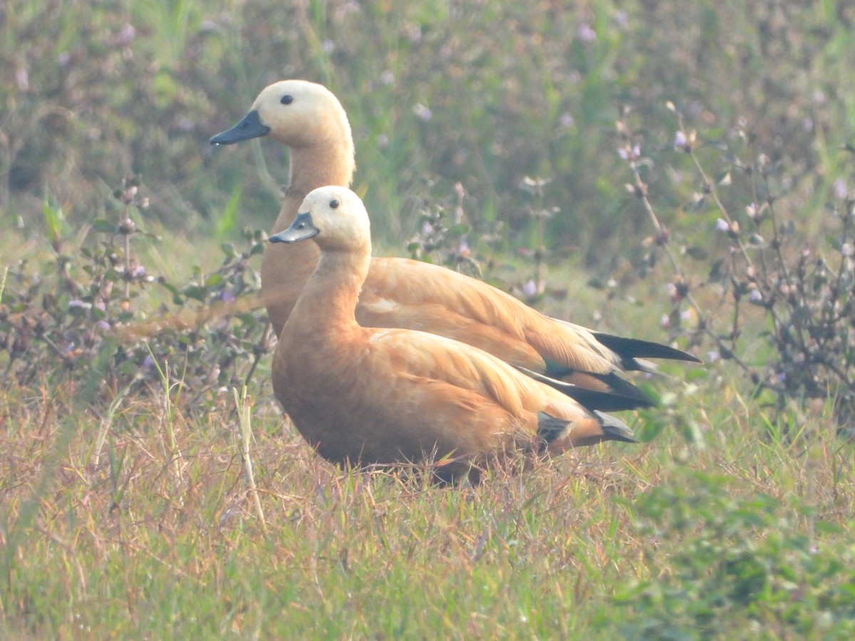 Ruddy Shelduck - ML646504212