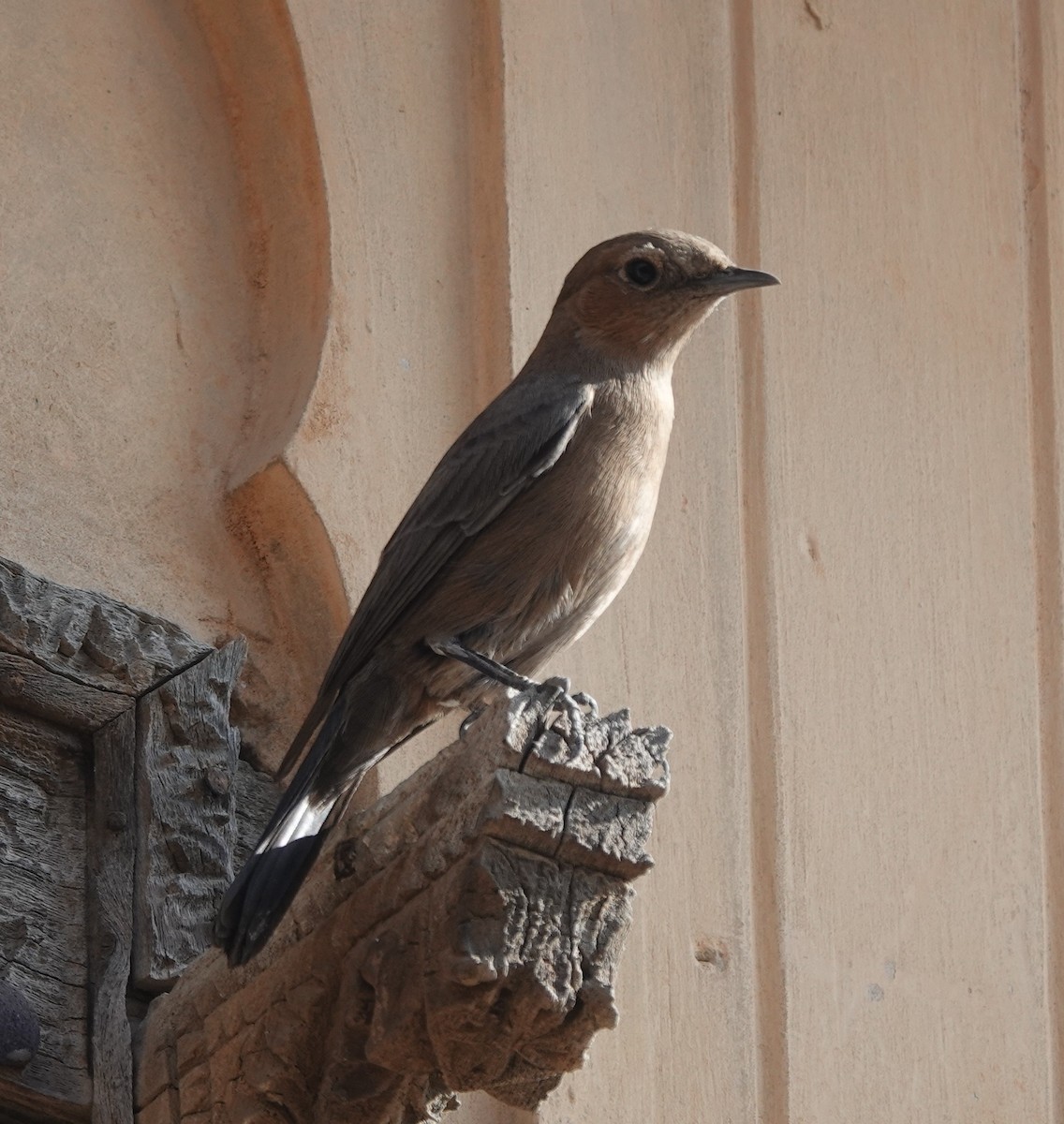Brown Rock Chat - ML646504217