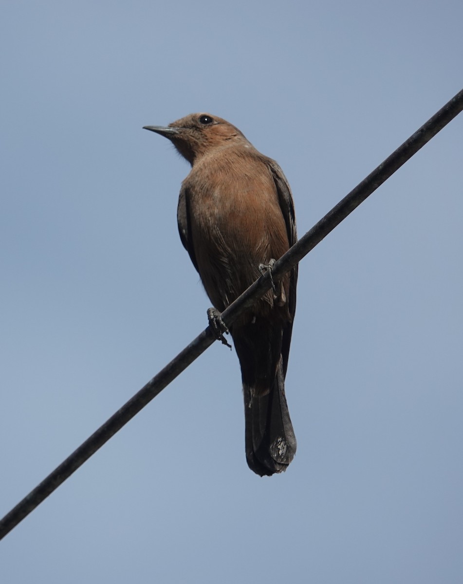 Brown Rock Chat - ML646504218