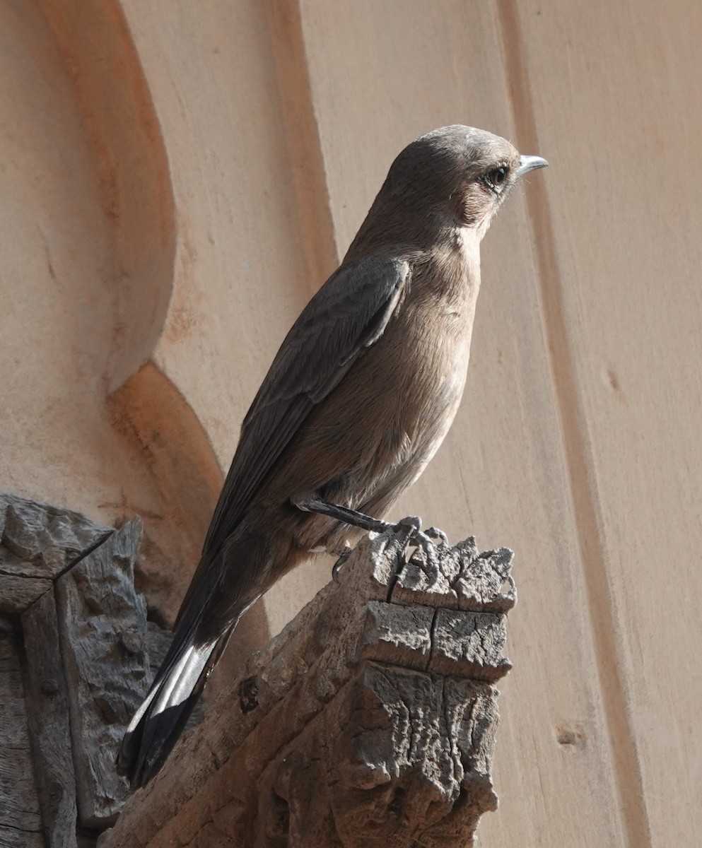 Brown Rock Chat - ML646504219