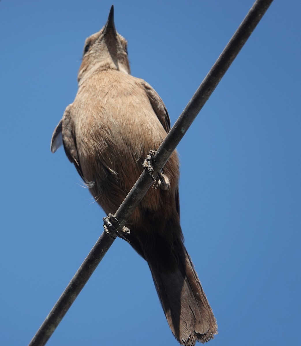 Brown Rock Chat - ML646504220