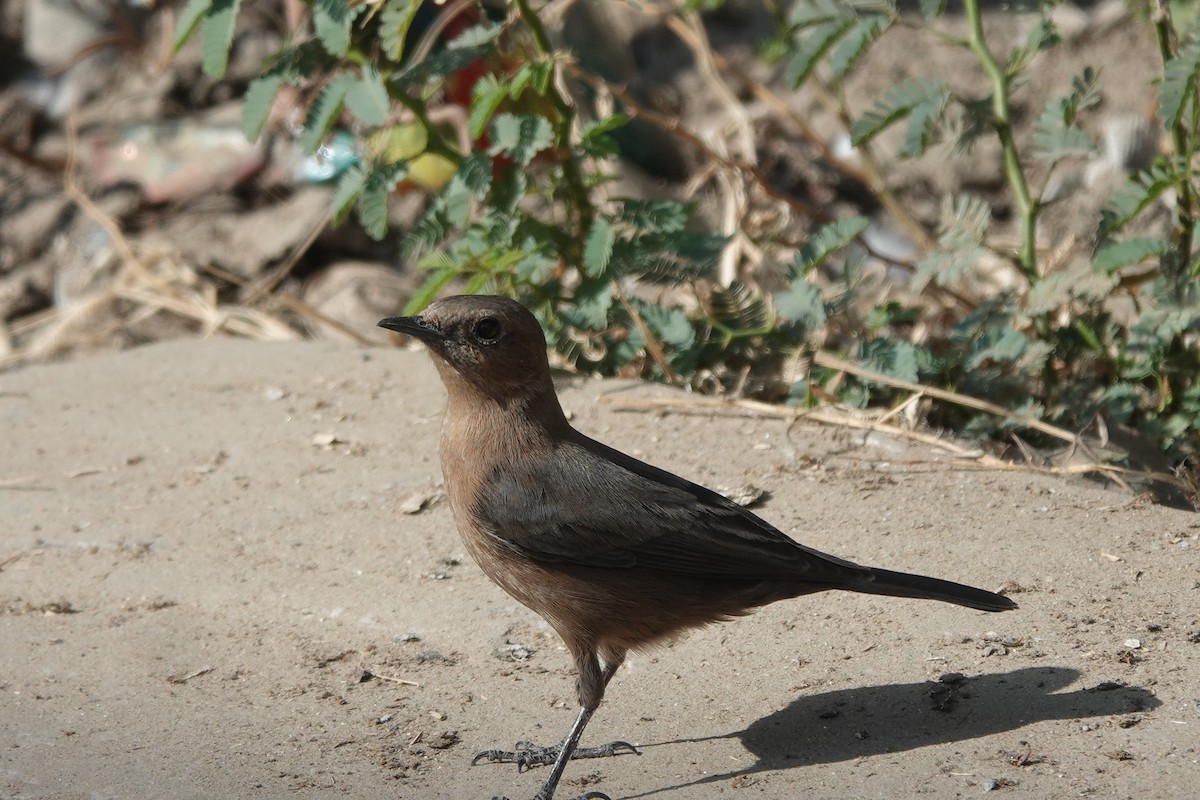 Brown Rock Chat - ML646504221