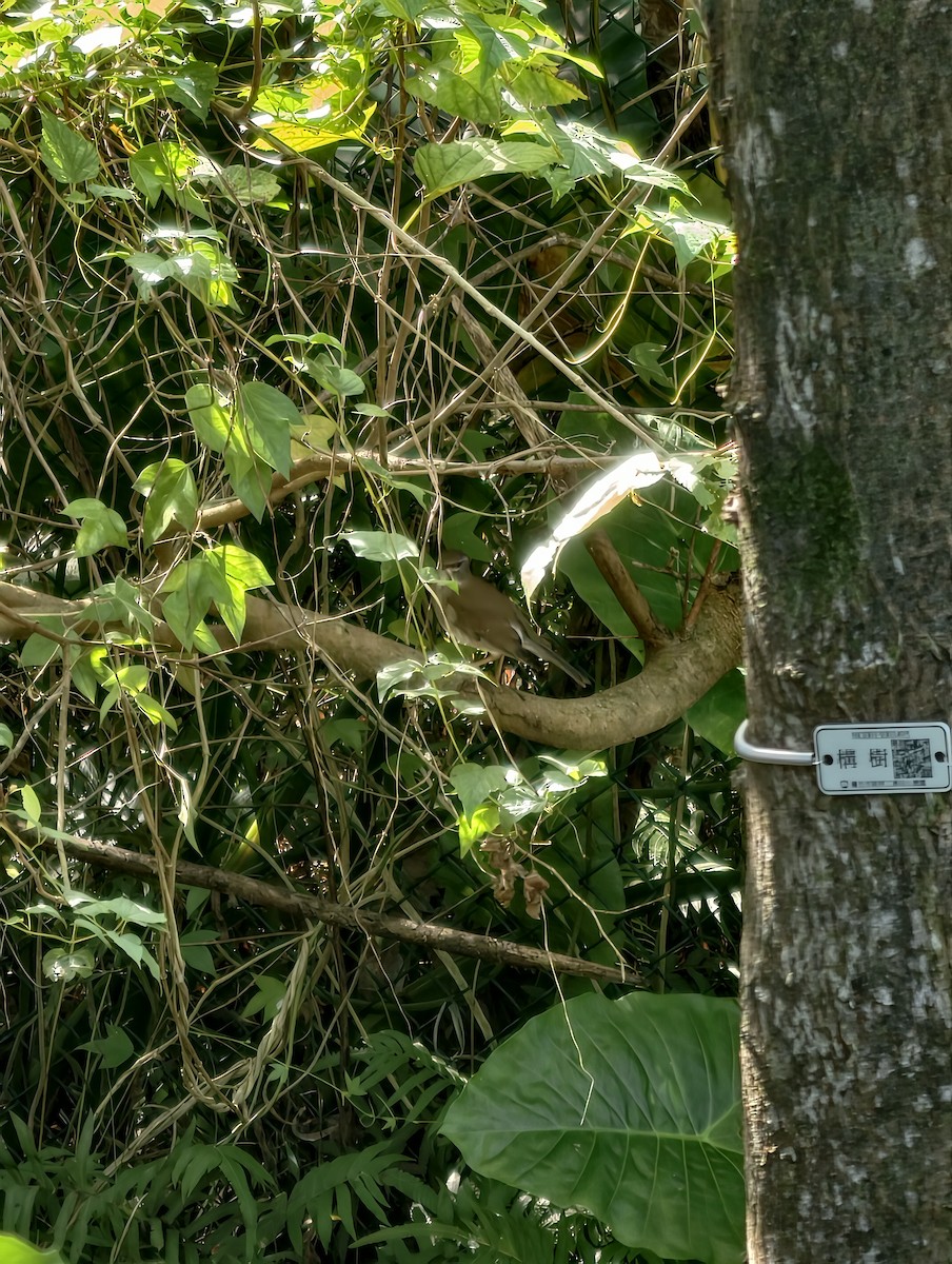 Бүгээн хөөндэй - ML646504222