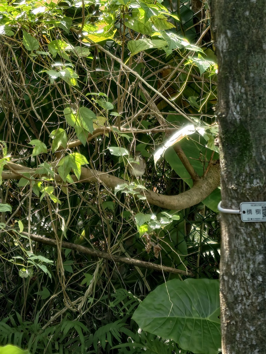 Бүгээн хөөндэй - ML646504223