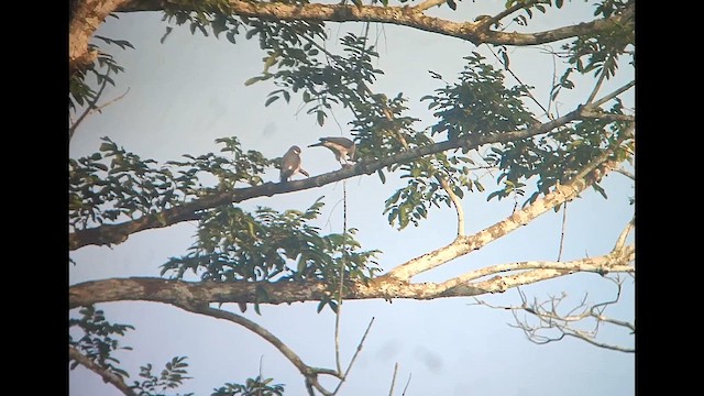 Red-thighed Sparrowhawk - ML646504229