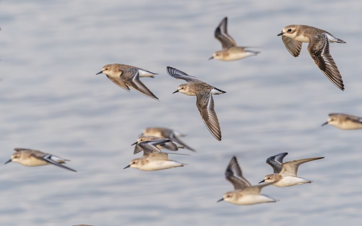 紅胸濱鷸 - ML646504230