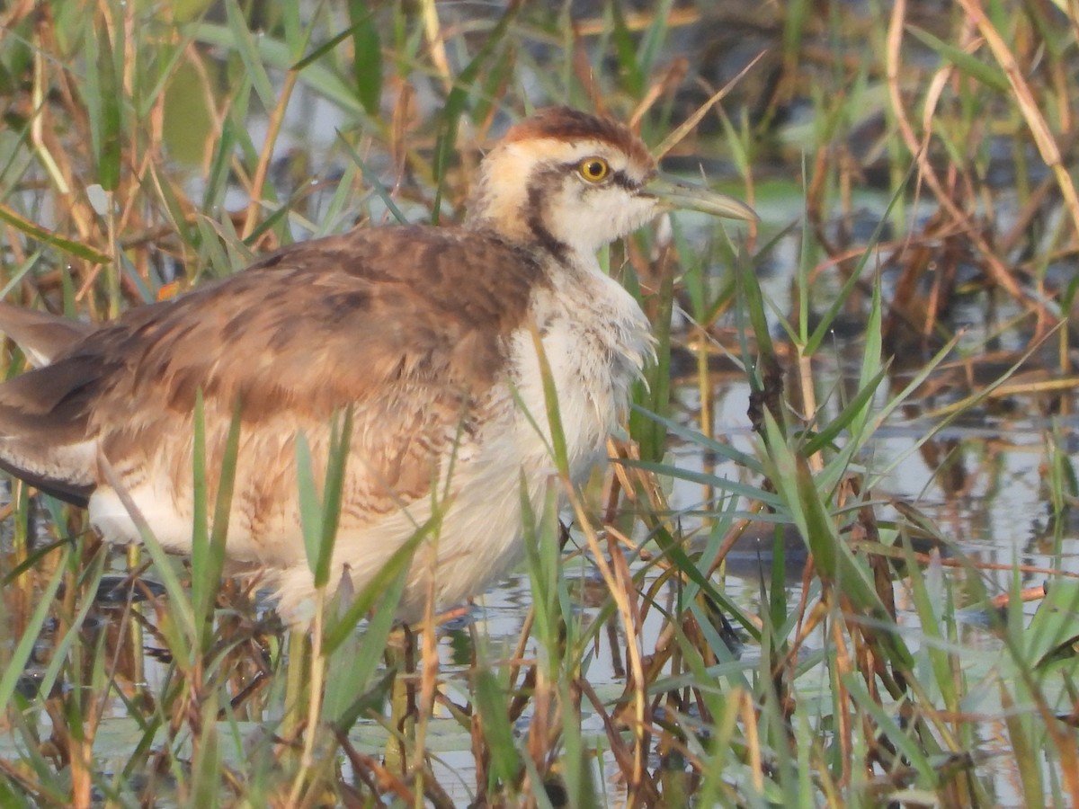 Фазанохвостая якана - ML646504231