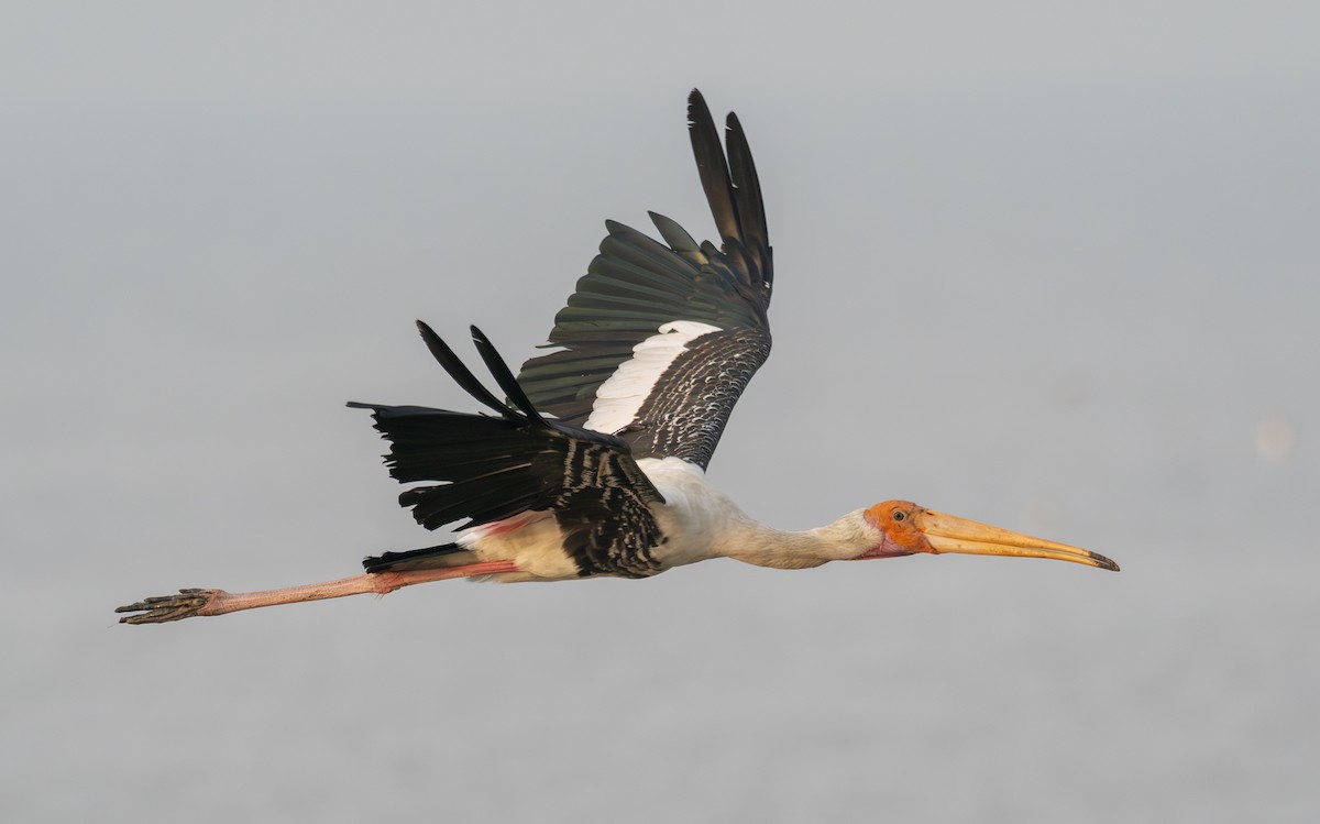 Painted Stork - ML646504232
