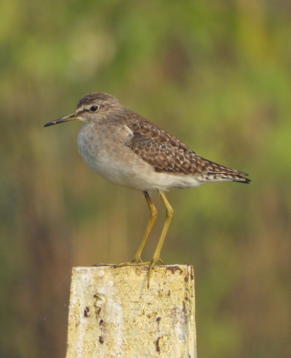 vodouš bahenní - ML646504233