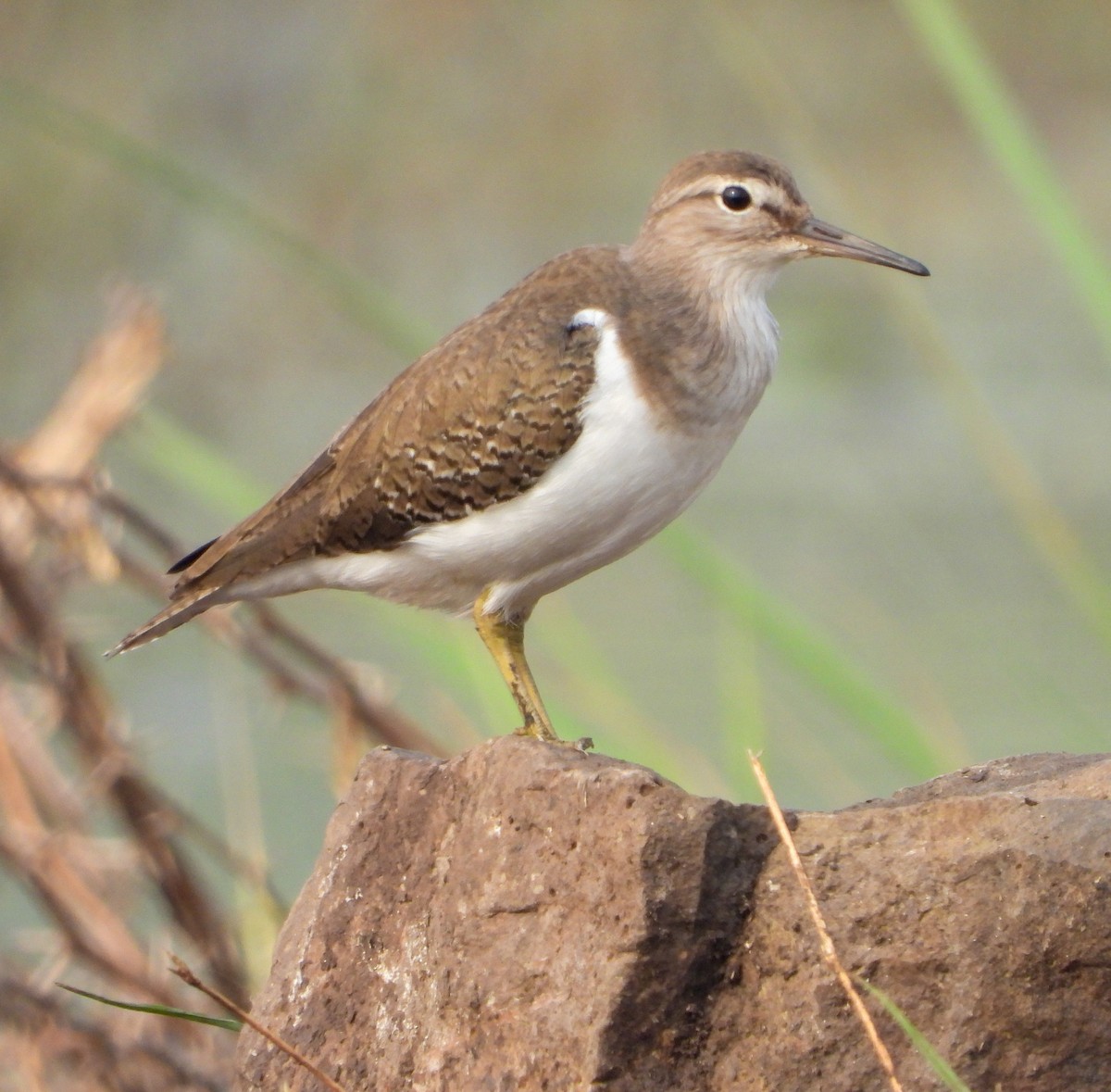 Common Sandpiper - ML646504236
