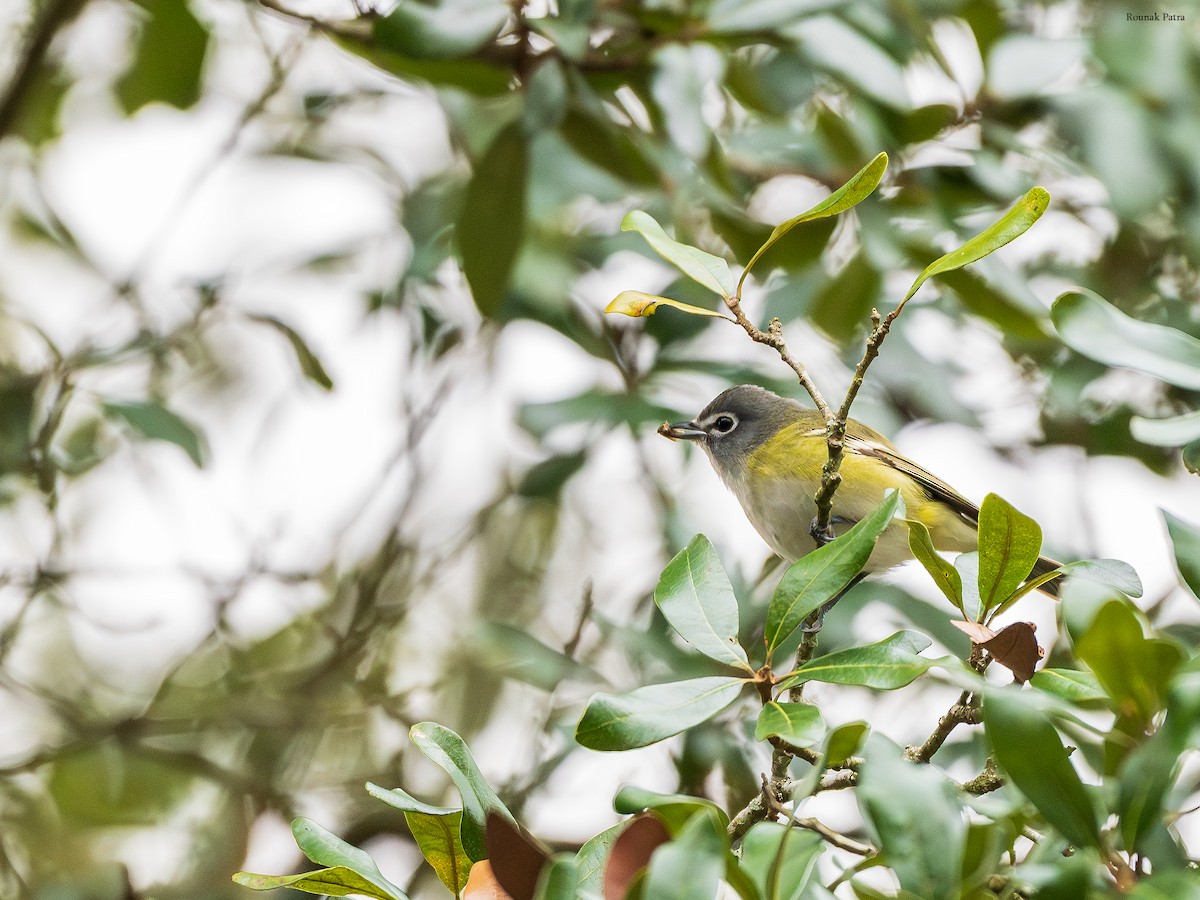 フタスジモズモドキ - ML646504237