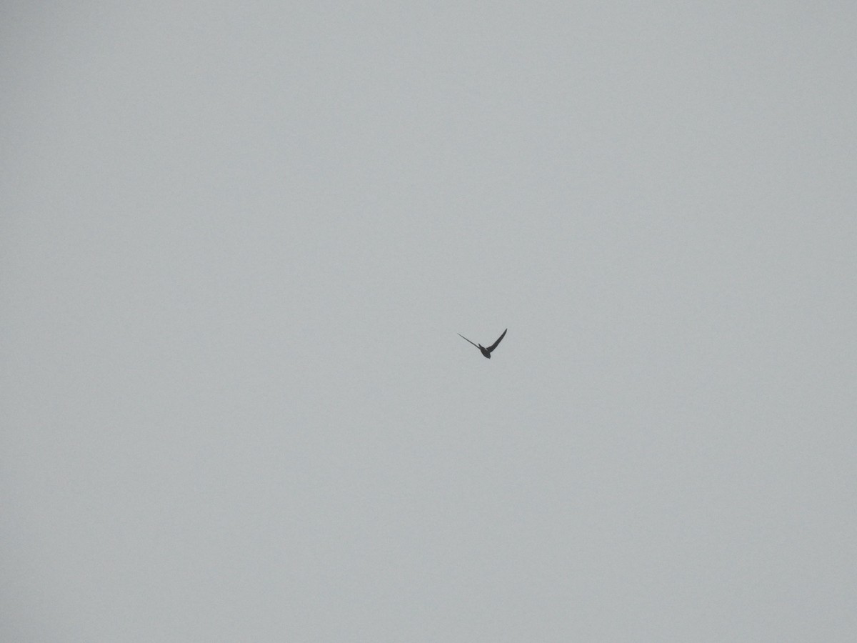 Pacific Swift - ML646504239