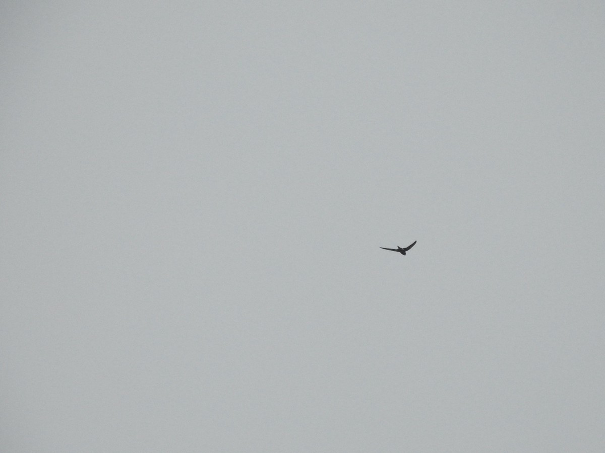 Pacific Swift - ML646504240