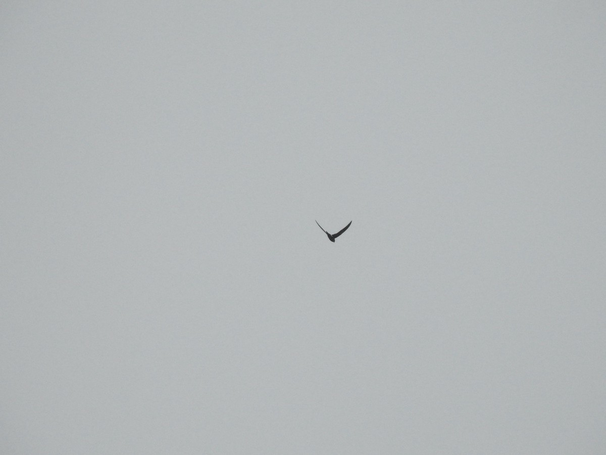 Pacific Swift - ML646504241