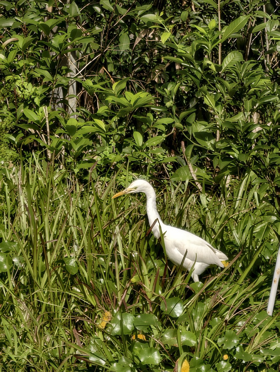 Eastern Cattle-Egret - ML646504251