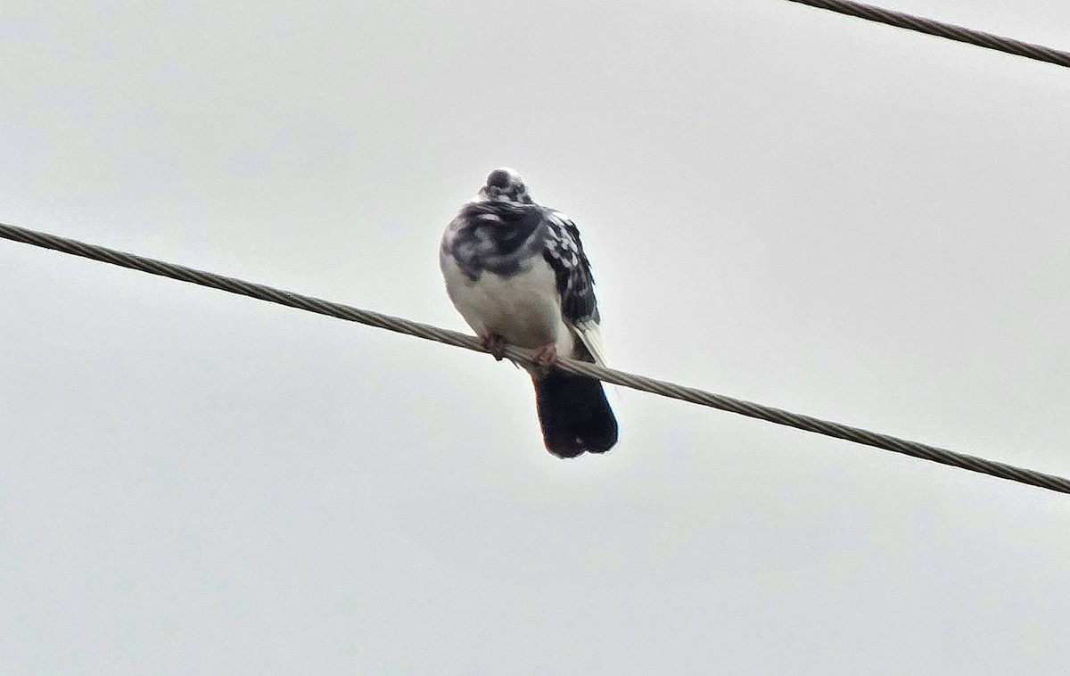 Rock Pigeon (Wild type) - ML646504258