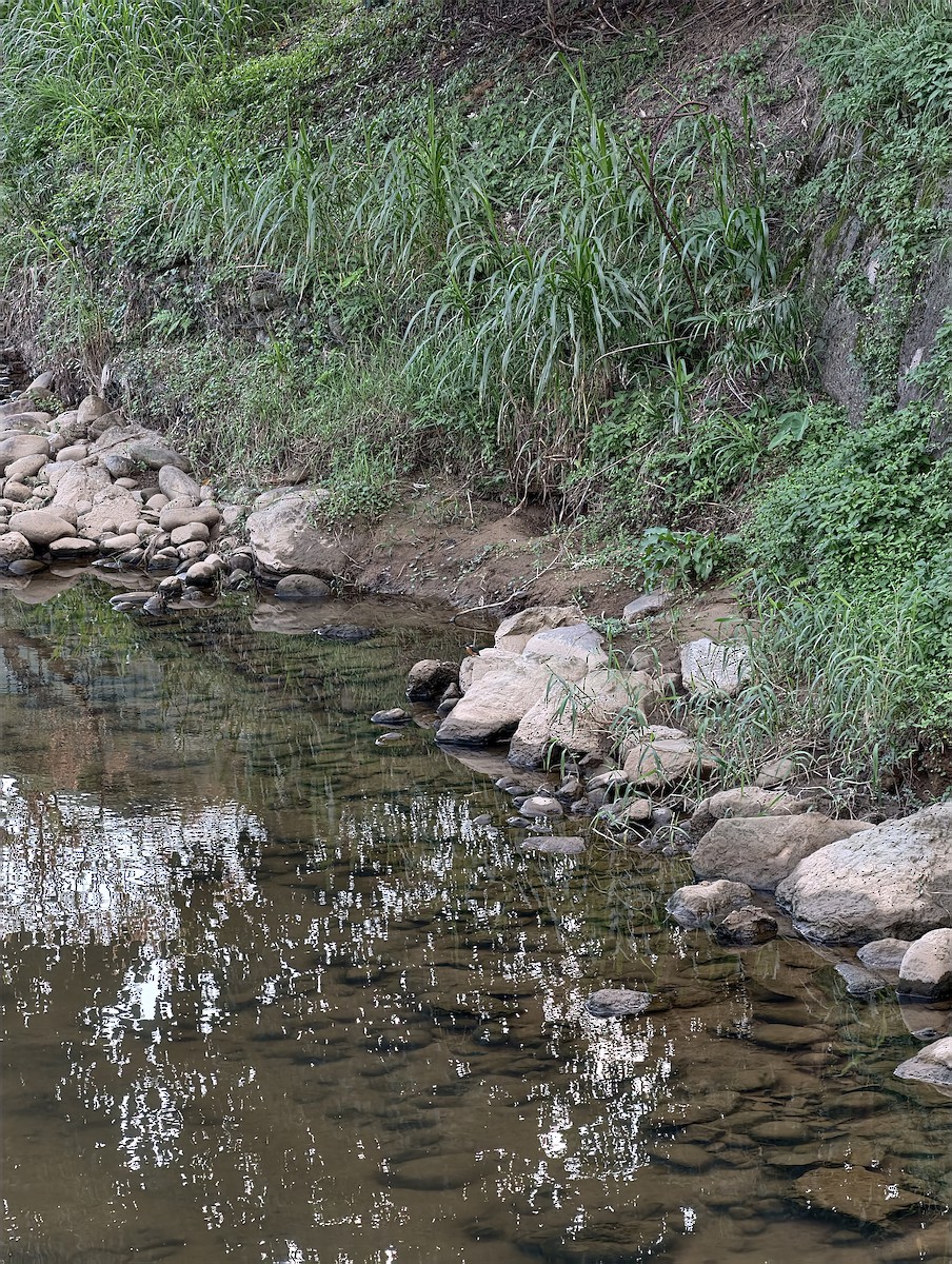 Номин шогшир - ML646504259