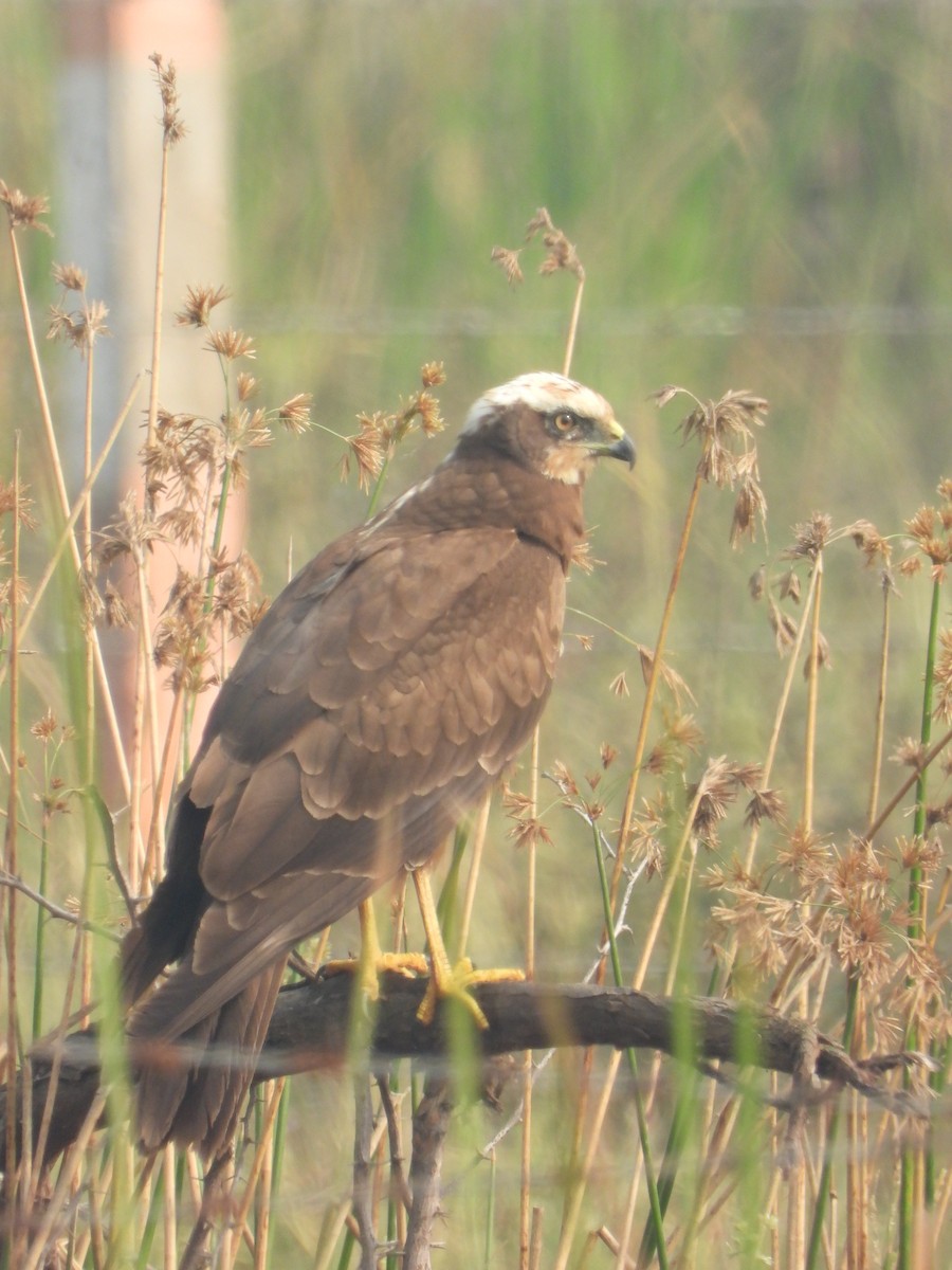 Western Marsh Harrier - ML646504261