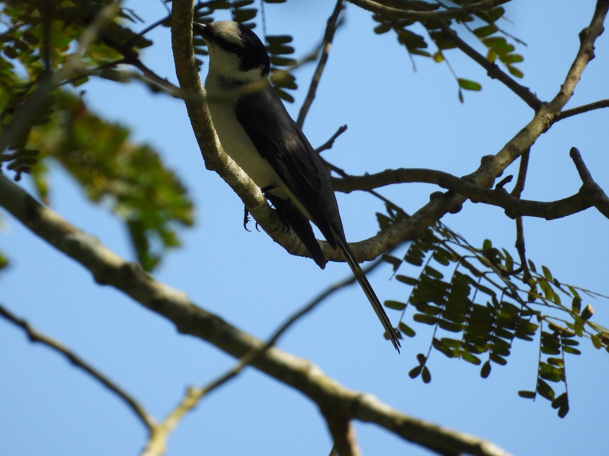 Ashy Minivet - ML646504265