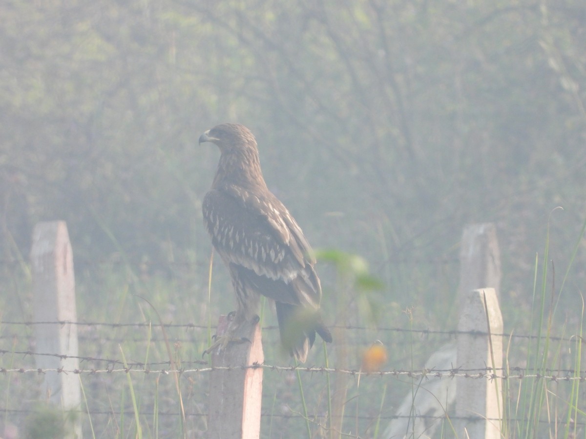 Greater Spotted Eagle - ML646504266